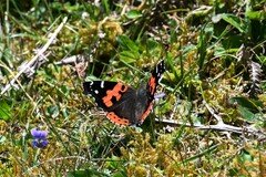 Vanessa vulcania