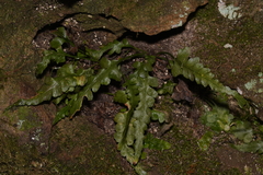 Asplenium pinnatifidum