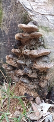 Fuscoporia gilva