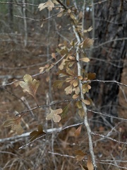 Crataegus spathulata