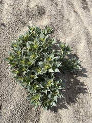 Stillingia spinulosa