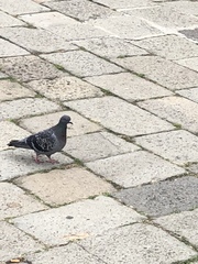 Columba livia domestica