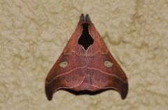 Hylesia nanus