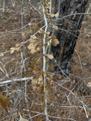 Crataegus spathulata