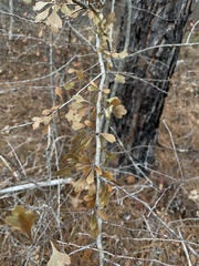 Crataegus spathulata