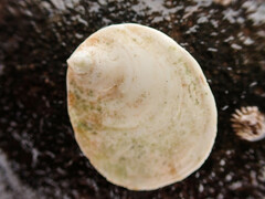 Crepidula plana