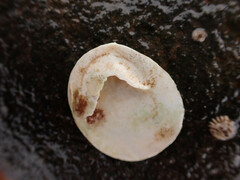 Crepidula plana