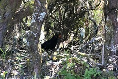 Turdus merula cabrerae