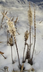 Liatris pycnostachya