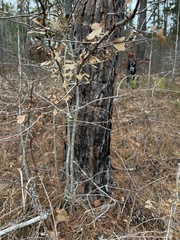 Crataegus spathulata