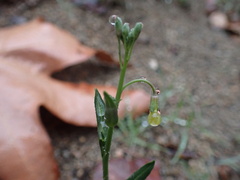 Caulanthus heterophyllus