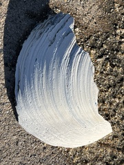 Mactromeris catilliformis