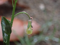 Caulanthus heterophyllus