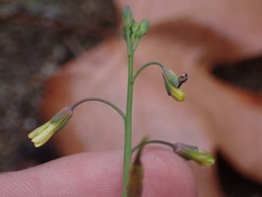 Caulanthus heterophyllus