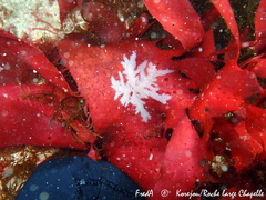 Calliblepharis ciliata
