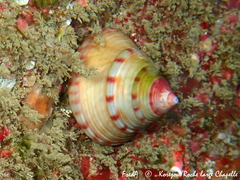 Calliostoma zizyphinum