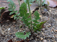 Caulanthus heterophyllus