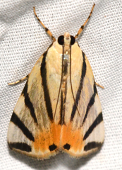Dichogama prognealis