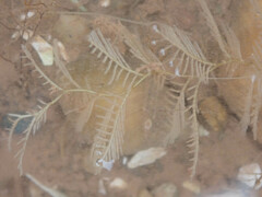 Hydrallmania falcata