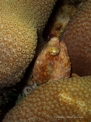 Octopus briareus