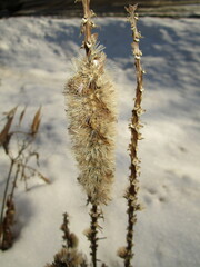 Liatris pycnostachya