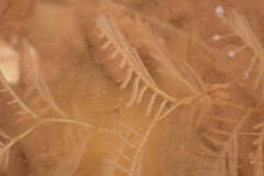 Hydrallmania falcata