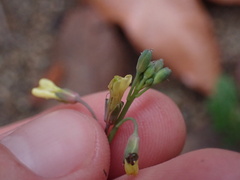 Caulanthus heterophyllus