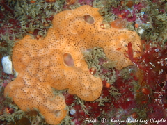 Didemnum pseudofulgens