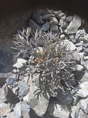 Lignocarpa carnosula