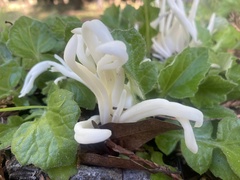 Clavaria fragilis