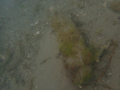 Notolabrus celidotus