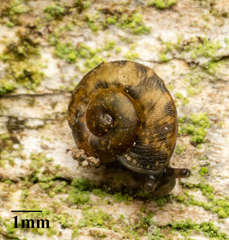 Helicigona lapicida