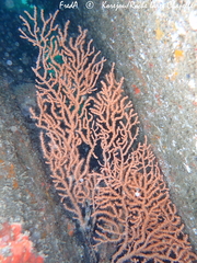 Eunicella verrucosa