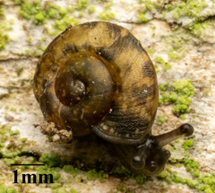 Helicigona lapicida