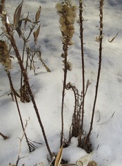 Liatris pycnostachya