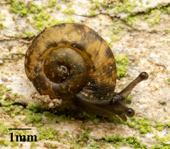 Helicigona lapicida