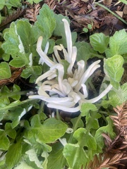 Clavaria fragilis