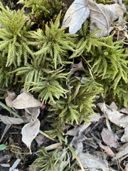 Climacium dendroides