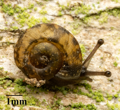Helicigona lapicida