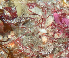 Halyphysema tumanowiczii