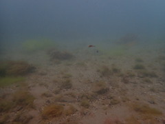 Notolabrus celidotus