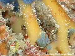 Halyphysema tumanowiczii