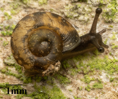 Helicigona lapicida