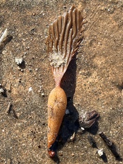 Macrocystis pyrifera