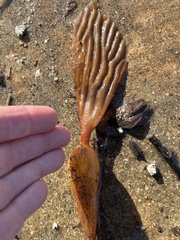 Macrocystis pyrifera