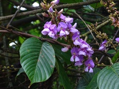 Macropsychanthus magnus