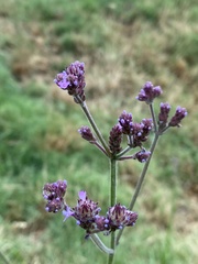 Verbena intermedia
