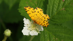 Pseudopanthera macularia
