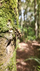 Hexatricha pulverulenta