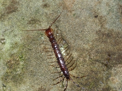 Lithobius variegatus